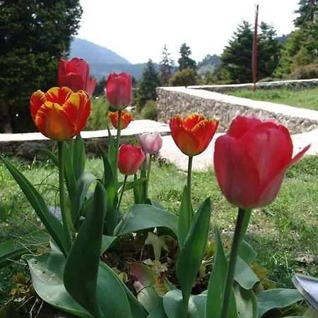 Luxury Chalet Tsek Domek alpejski *
